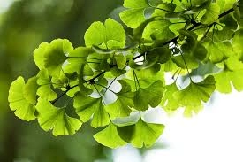 Ginkgo Biloba