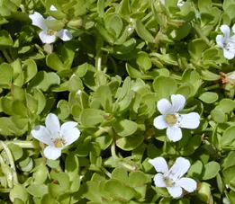 bacopa